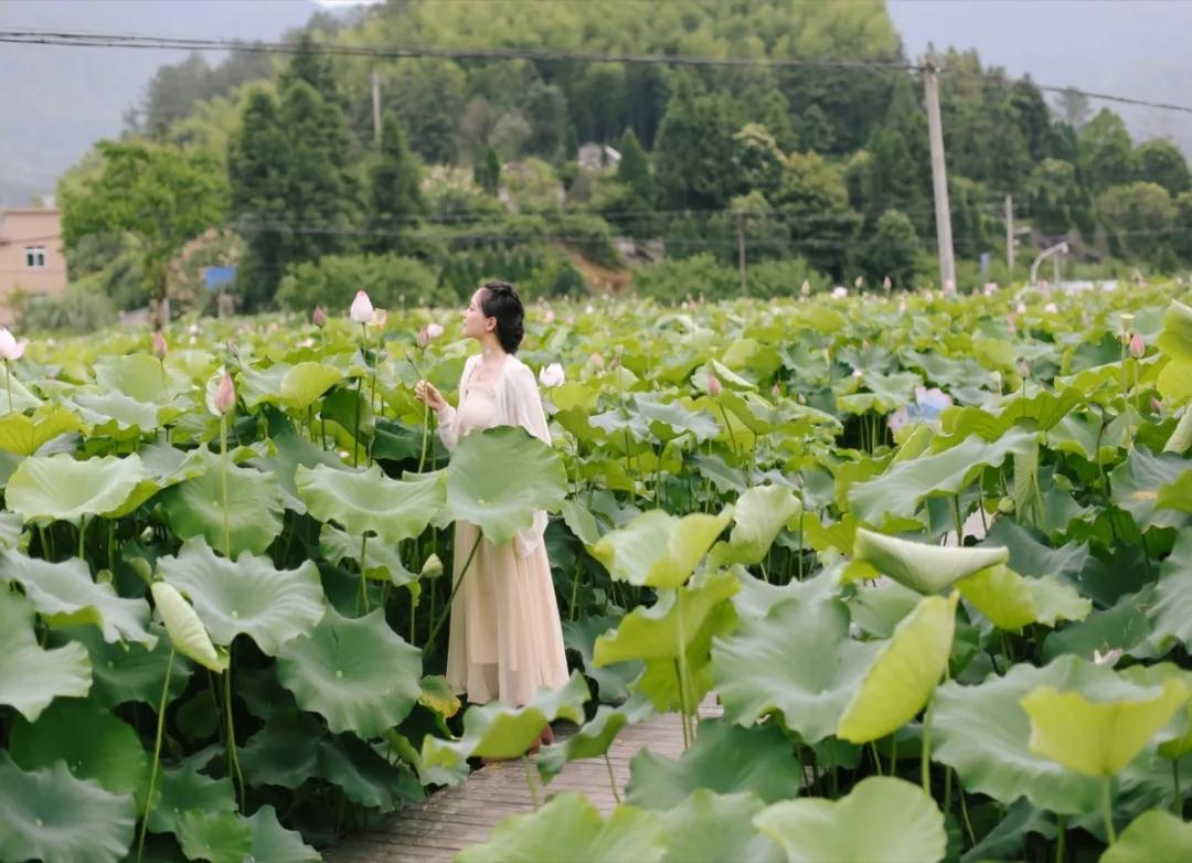 【青田旅游】这里有一份青田赏荷攻略,你值得收藏! - 热点 - 丽水在线-丽水本地视频新闻综合门户网站