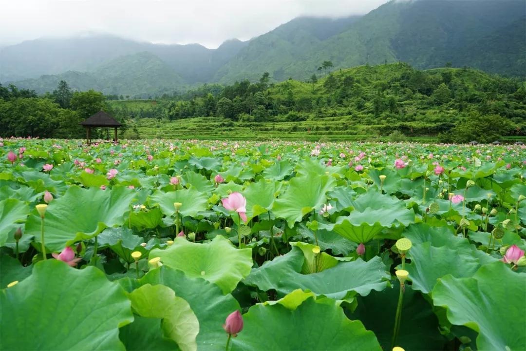 【青田旅游】这里有一份青田赏荷攻略,你值得收藏! - 热点 - 丽水在线-丽水本地视频新闻综合门户网站