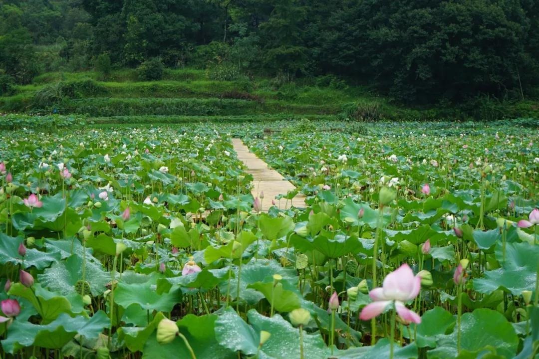 【青田旅游】这里有一份青田赏荷攻略,你值得收藏! - 热点 - 丽水在线-丽水本地视频新闻综合门户网站