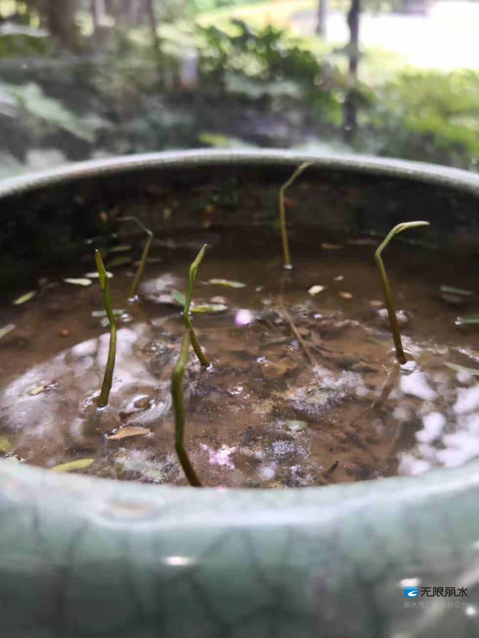 期待宋代出土的古莲子在丽水发芽长叶了