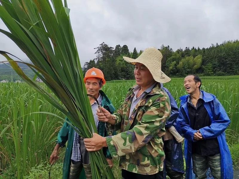 景寧大漈高山茭白今天開市 - 熱點 - 麗水在線-麗水本地視頻新聞綜合