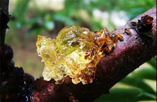 桃胶具有清血降脂,抗皱嫩肤的功效