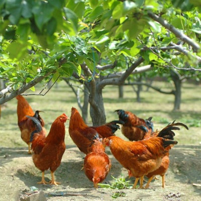 大公鸡草公鸡老公鸡