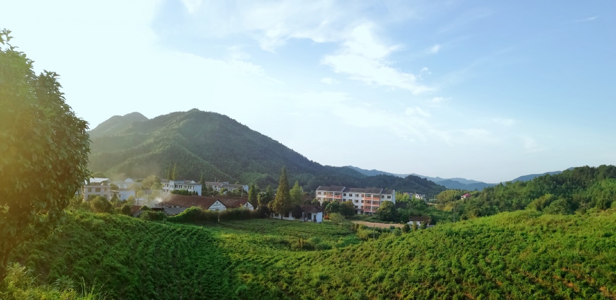 赣州小布镇,吉安东固畲族乡 茶之探源