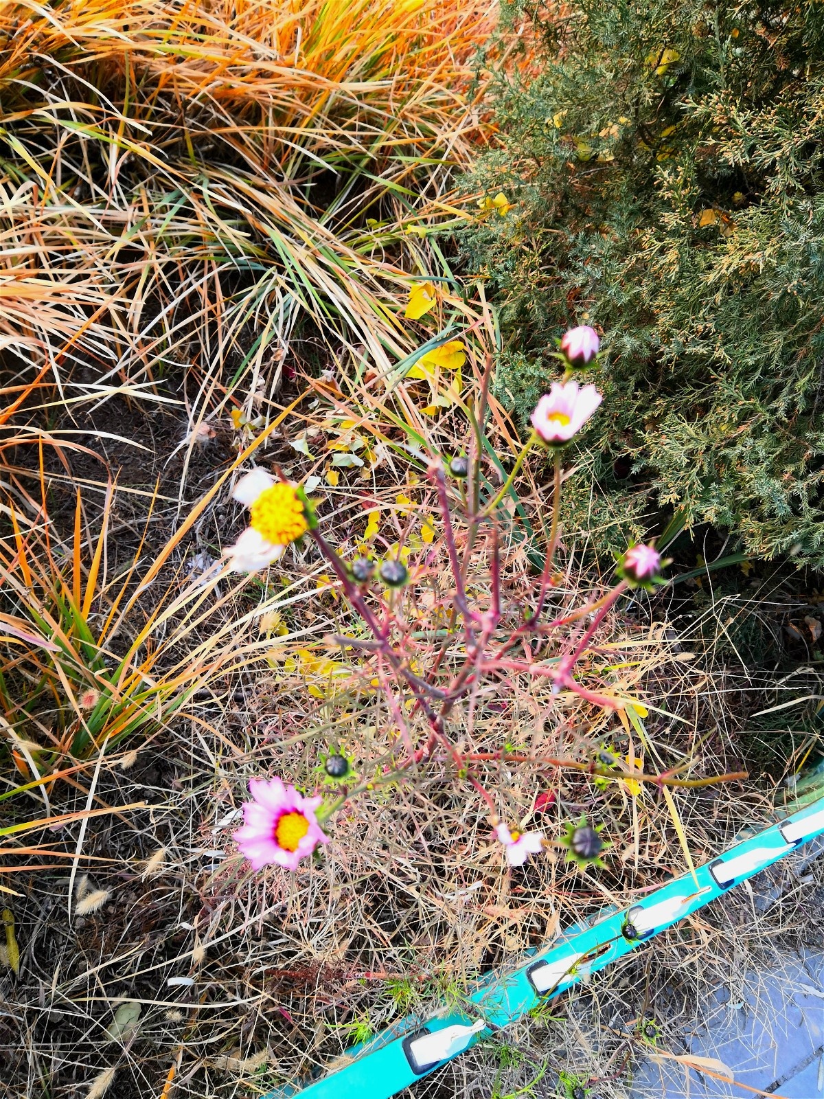 IMG_20191108_155401_meitu_2.jpg IMG_20191108_155401_meitu_2.jpg