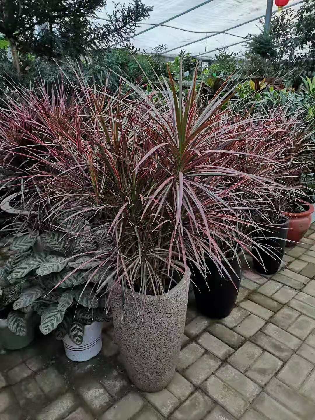 微信圖片_20191221090021.jpg 青島花卉