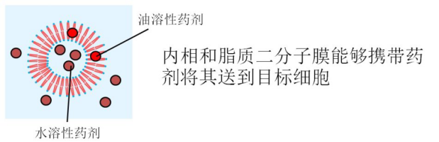 20190609科芙蘭：大牌產(chǎn)品離不開的原料-氫化卵磷脂517.png