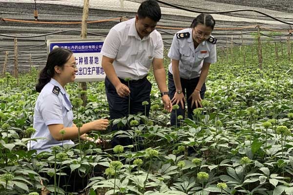 云南文山:减税降费通“经络” 三七产业更“活血”(图2).jpg