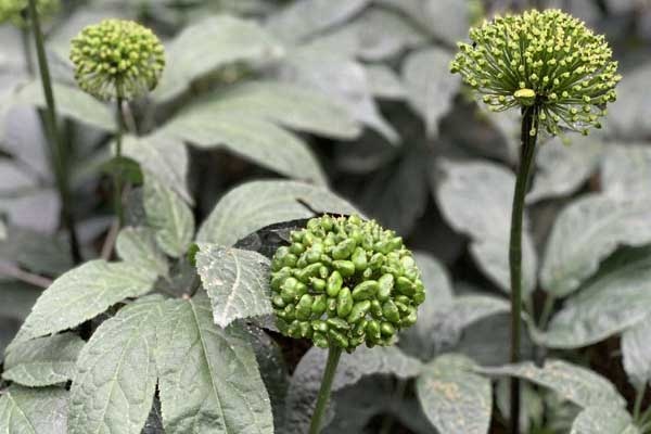 云南文山:减税降费通“经络” 三七产业更“活血”(图3).jpg