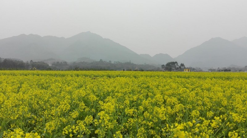 蒙山县羽生谷果蔬示范区——金黄的春天