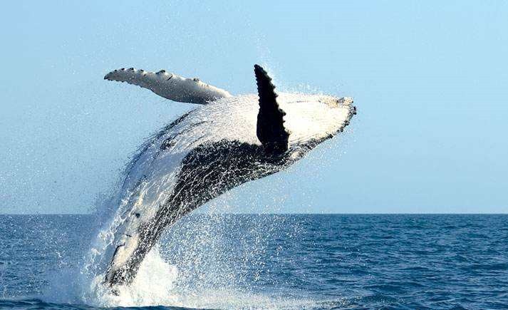 鲸鱼.jpg
