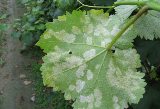 另外,一定要防治好蚜虫,飞虱等刺吸式口器的虫子,它们会加重病毒病的