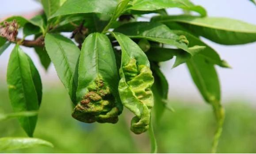 【农技】5月病害汇总及防治!