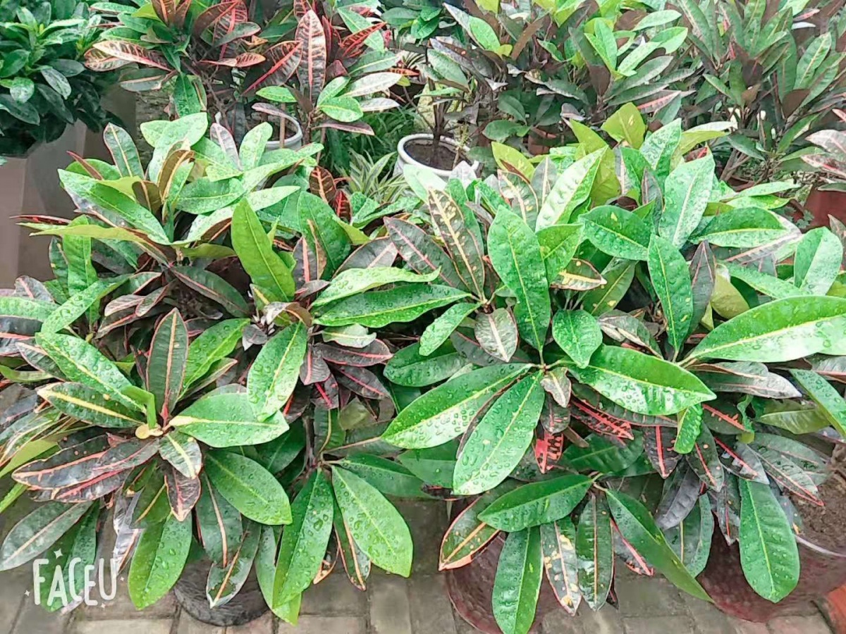 undefined 青島花卉