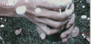 5.gif