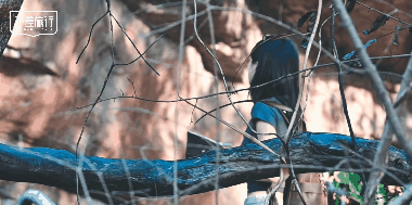 商业 | 不差旅行×尼康Z50