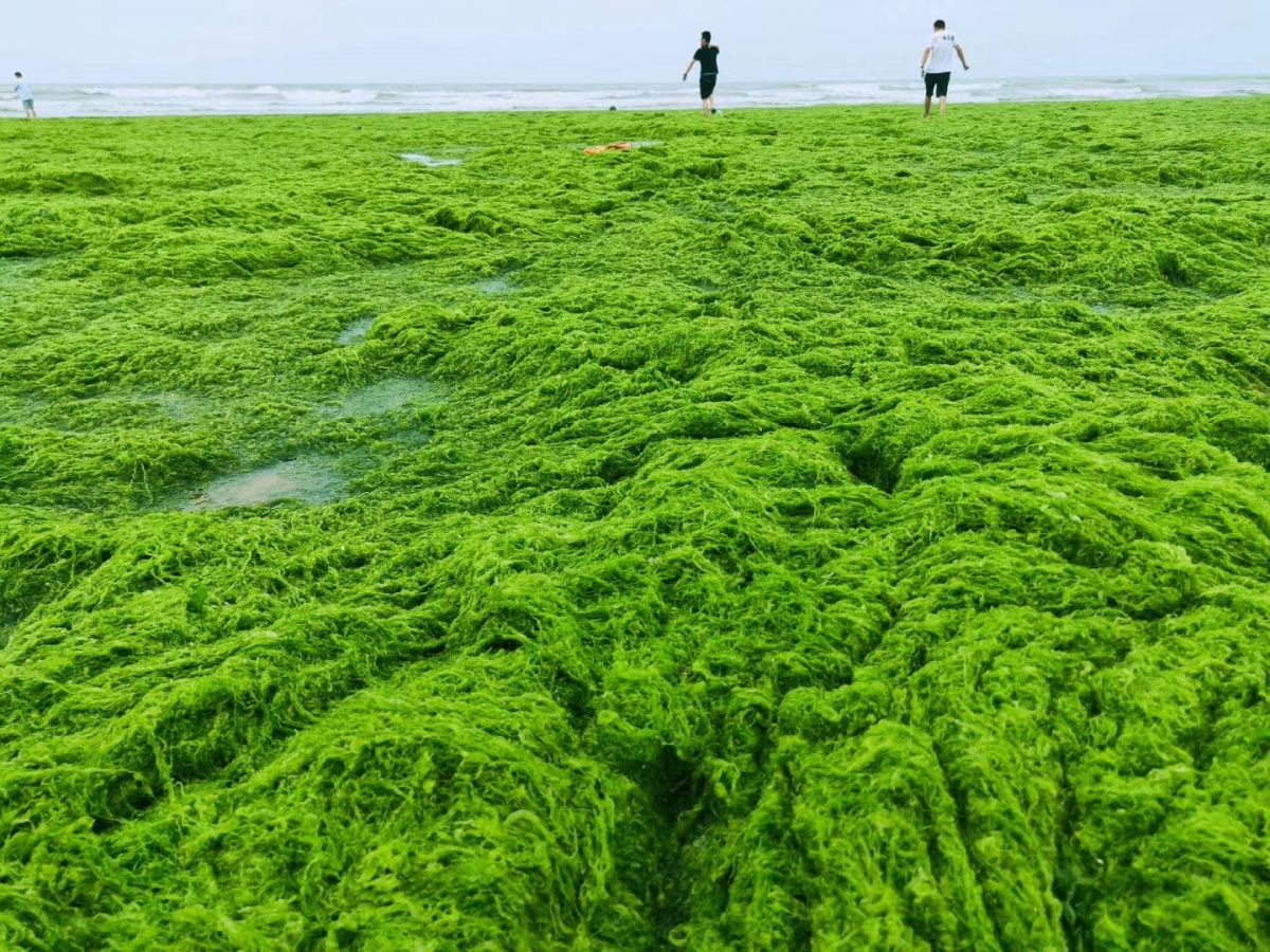 浒苔第13年袭青岛,青岛已启动应急响应