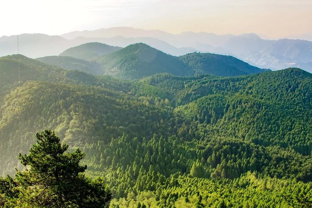 寻找景宁敕木山"25℃的夏天"