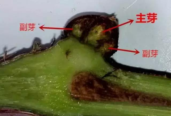 农技 论葡萄后期保叶的重要性 农技指导 有机肥价格 生物有机肥价格 有机肥多少钱一吨 石家庄希星肥业科技有限公司