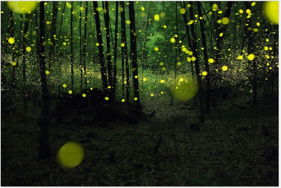 萤火虫.jpg