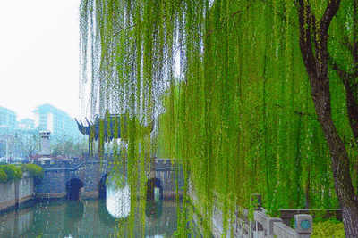 柳树.gif