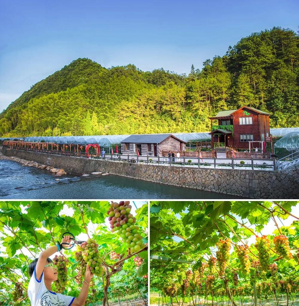 景宁600 : 葡萄,水果沟里的一场盛宴