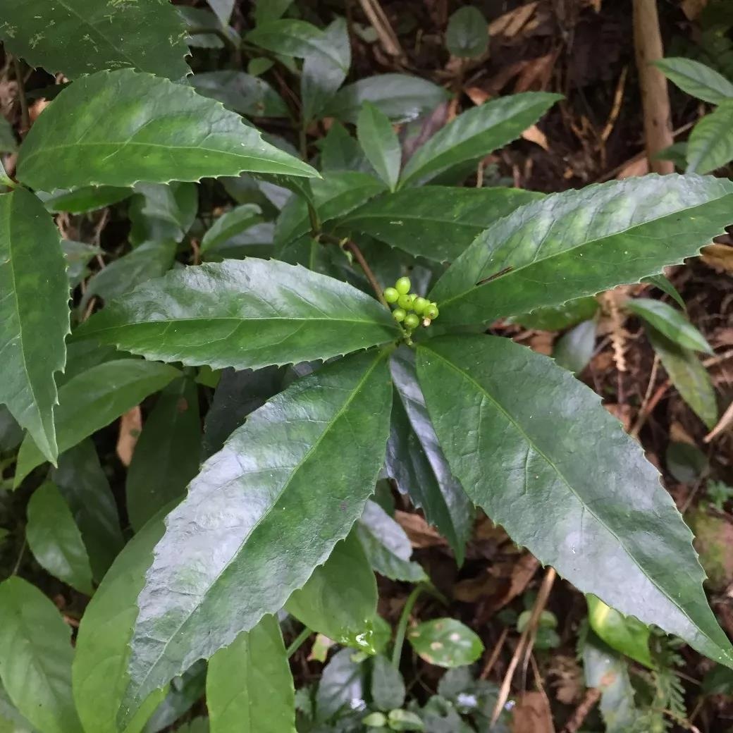 省植物分類專家前往九龍山自然保護區考察植物,這些植物你認識多少?