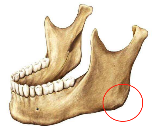 下颌隆突位置图片图片