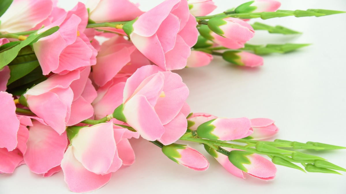 shallow-focus-photography-of-pink-flowers-695688.jpg