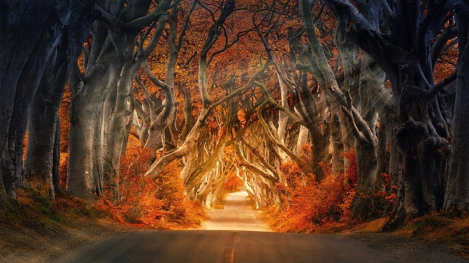 the-dark-hedges-4094148_960_720.jpg