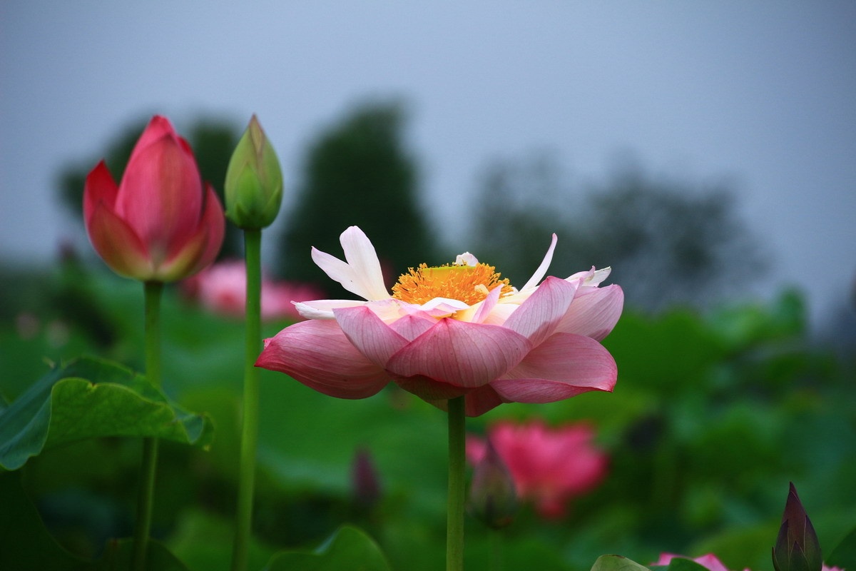 71a9c623b65a298ef77791dcab20b228_22837938.jpg 71a9c623b65a298ef77791dcab20b228_22837938.jpg