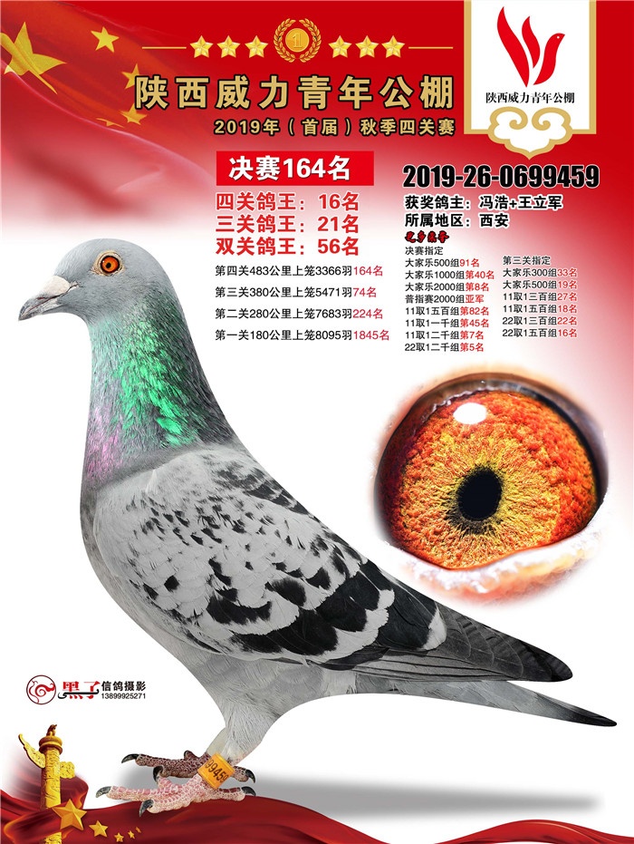 陕西威力青年公棚2019年获奖鸽图集161名190名