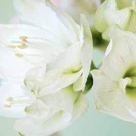 百合花.jpg 百合花.jpg