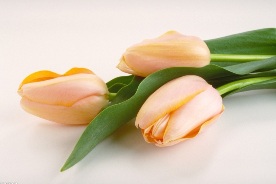 百合花2.jpg